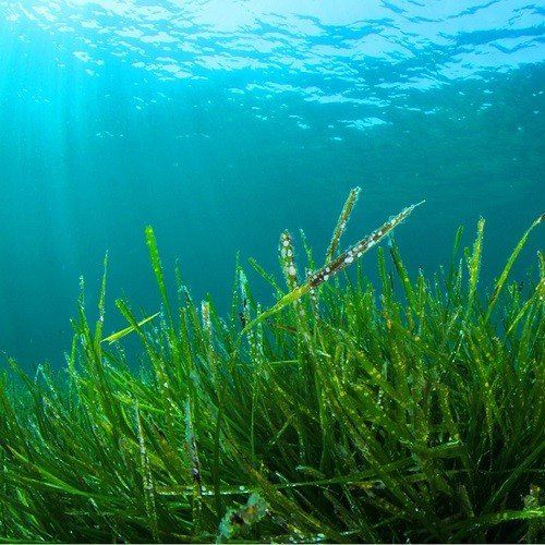 Suszona niebieska spirulina w formie płatków na talerzu